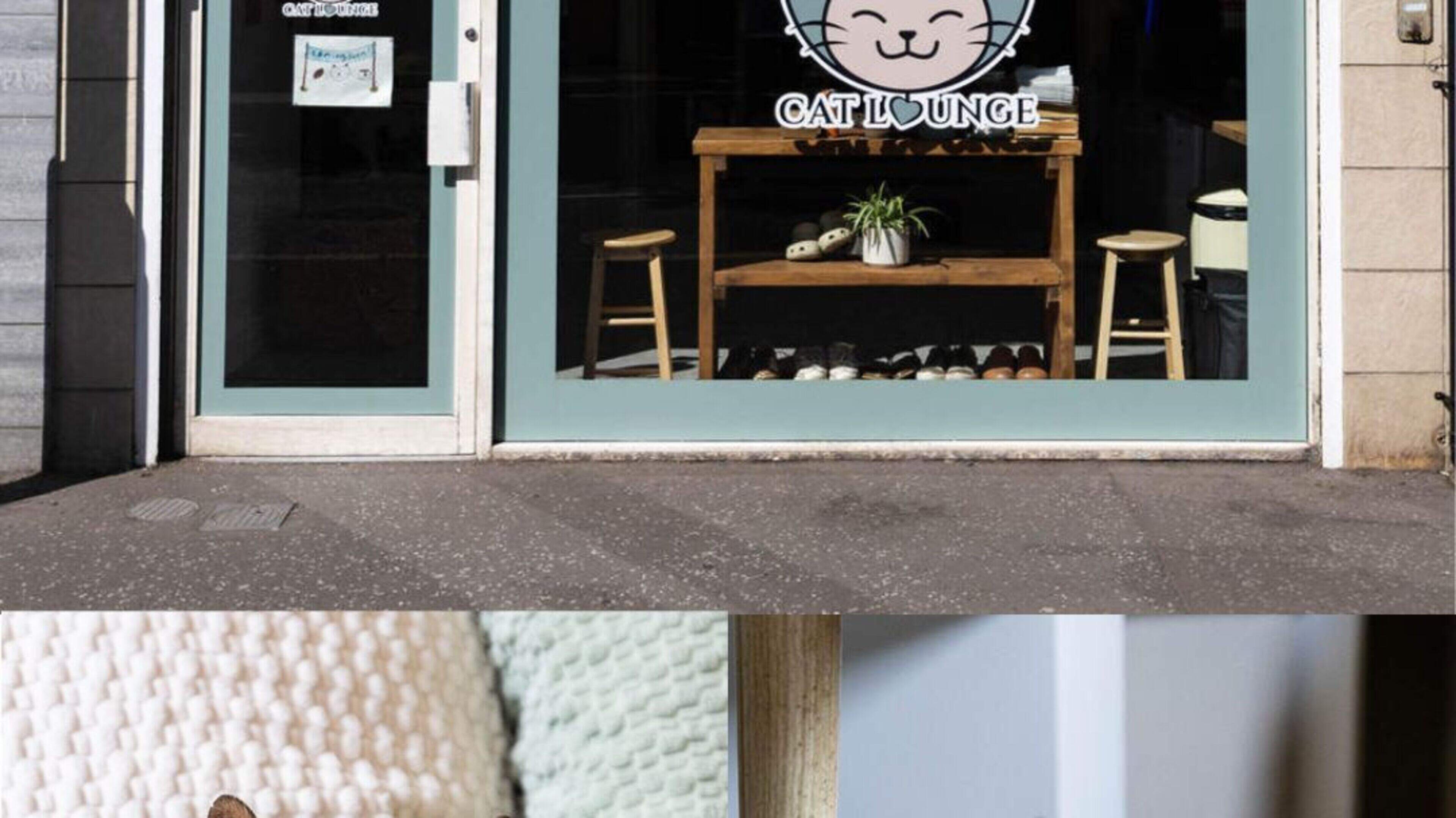 A purrfect escape... Belfast’s first cat cafe aims to improve mental health of visitors