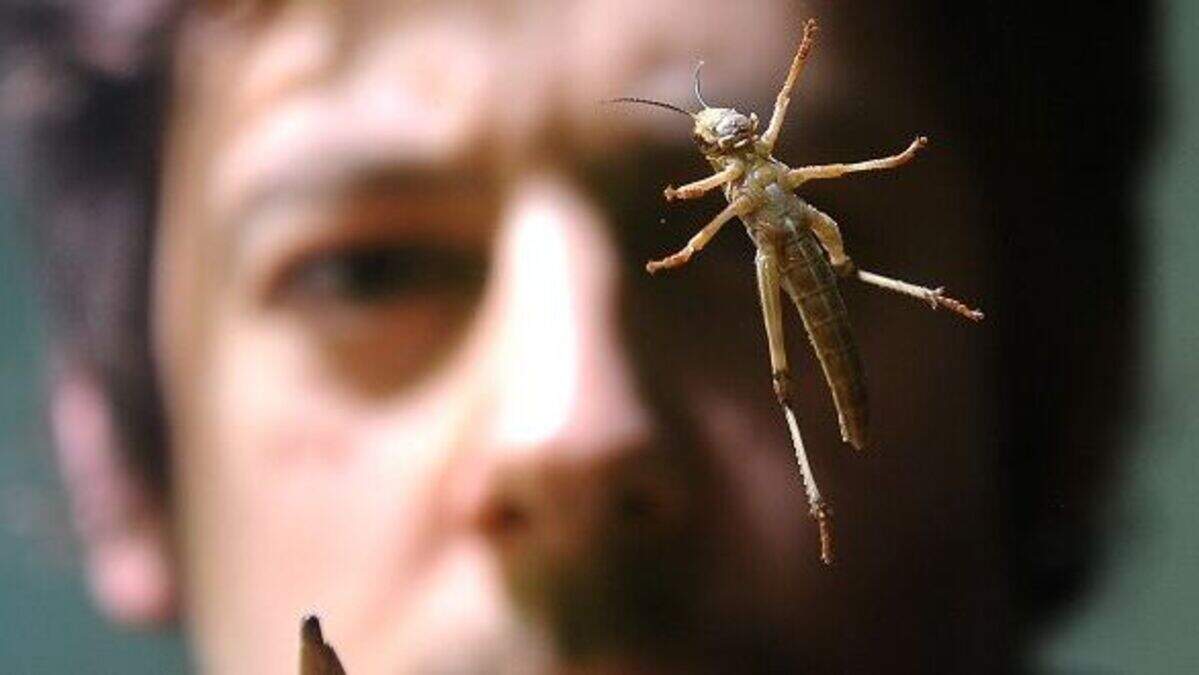 Israel alert as locusts swarm in | Belfast Telegraph