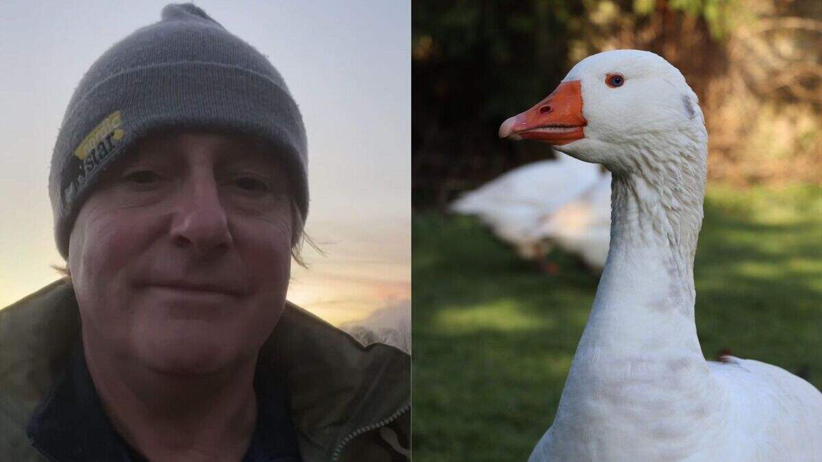 Farmer grateful for fans’ ‘overwhelming’ support after death of goose ...