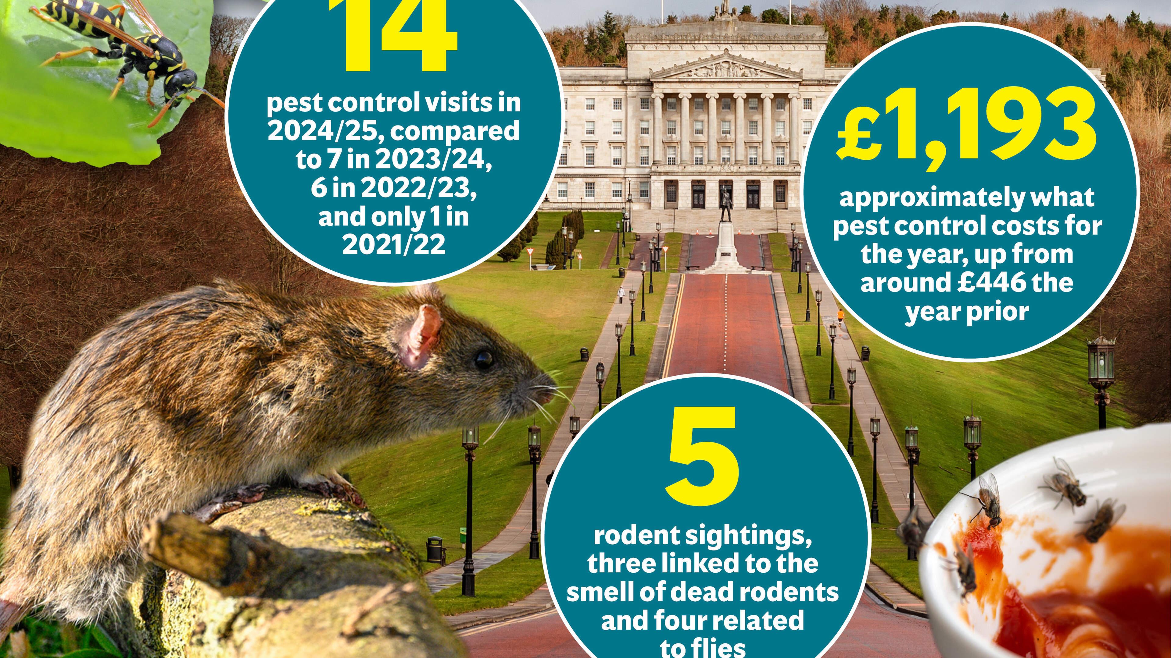 Number of pests on the rise at Stormont as sightings double in last year