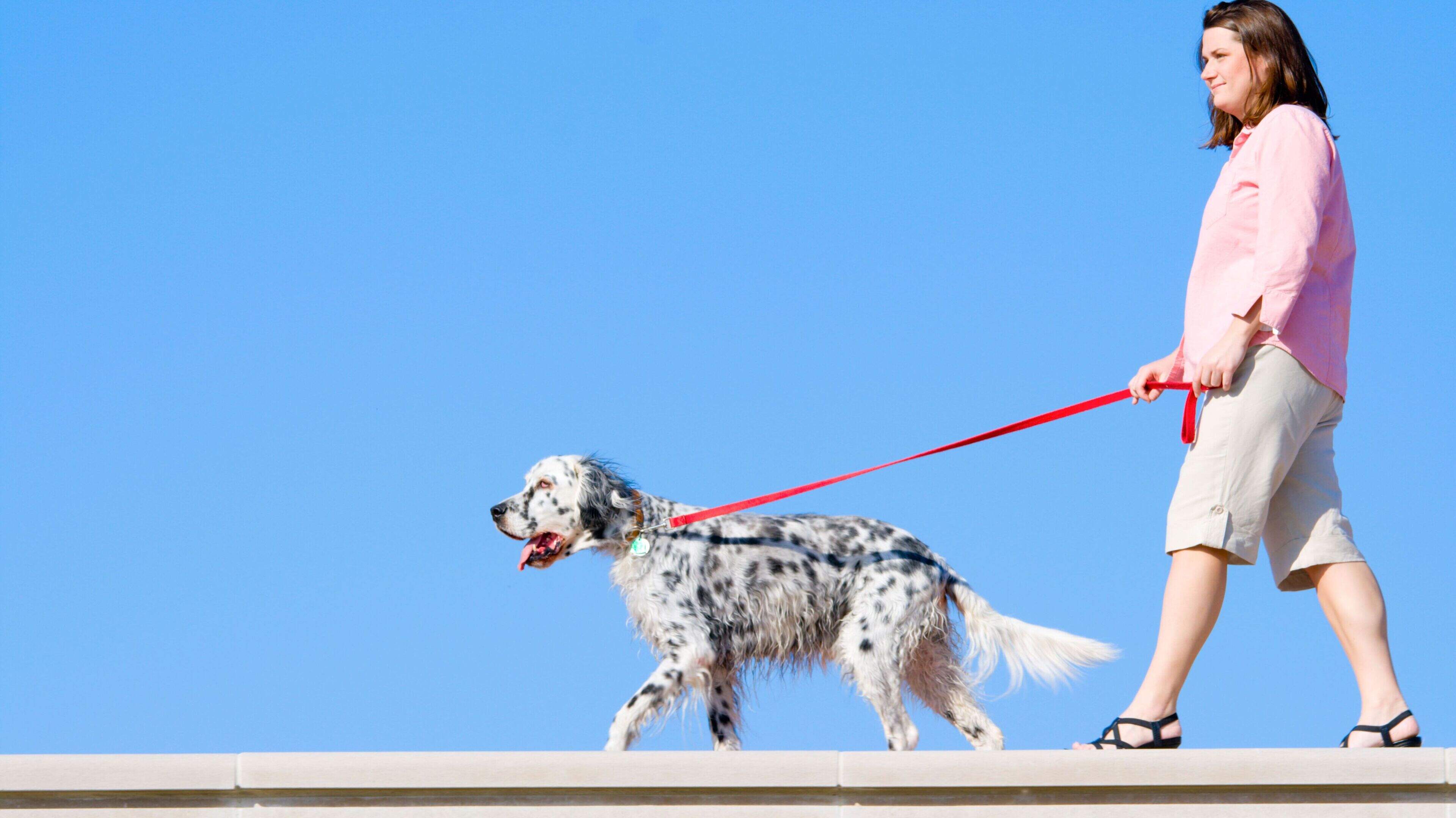 Zero fines for pet owners in Larne last year despite complaints of dog fouling at  memorial sites