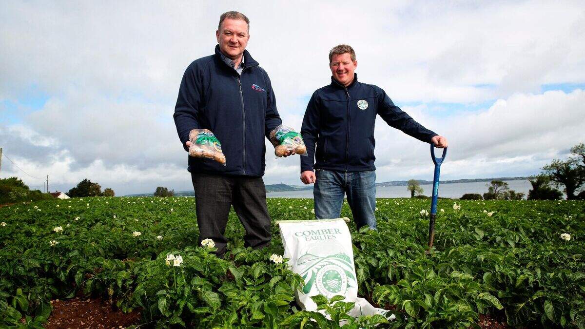 Comber Earlies launch on SPAR, EUROSPAR and ViVO shelves | Belfast ...