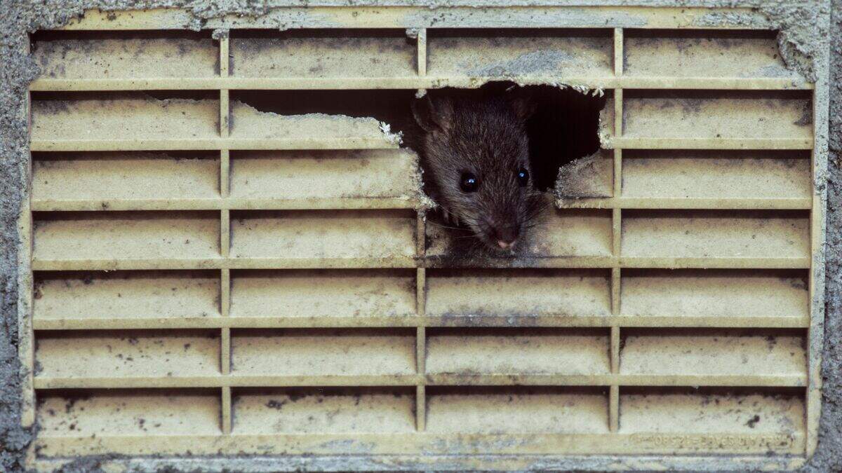 New York City hires rat tsar for ‘wholesale slaughter’ of rodent pests ...