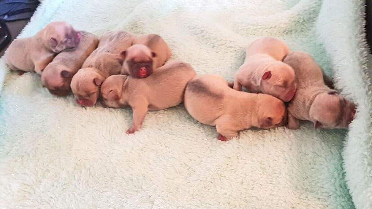 Six puppies stolen in armed raid on Manchester home die | Belfast Telegraph