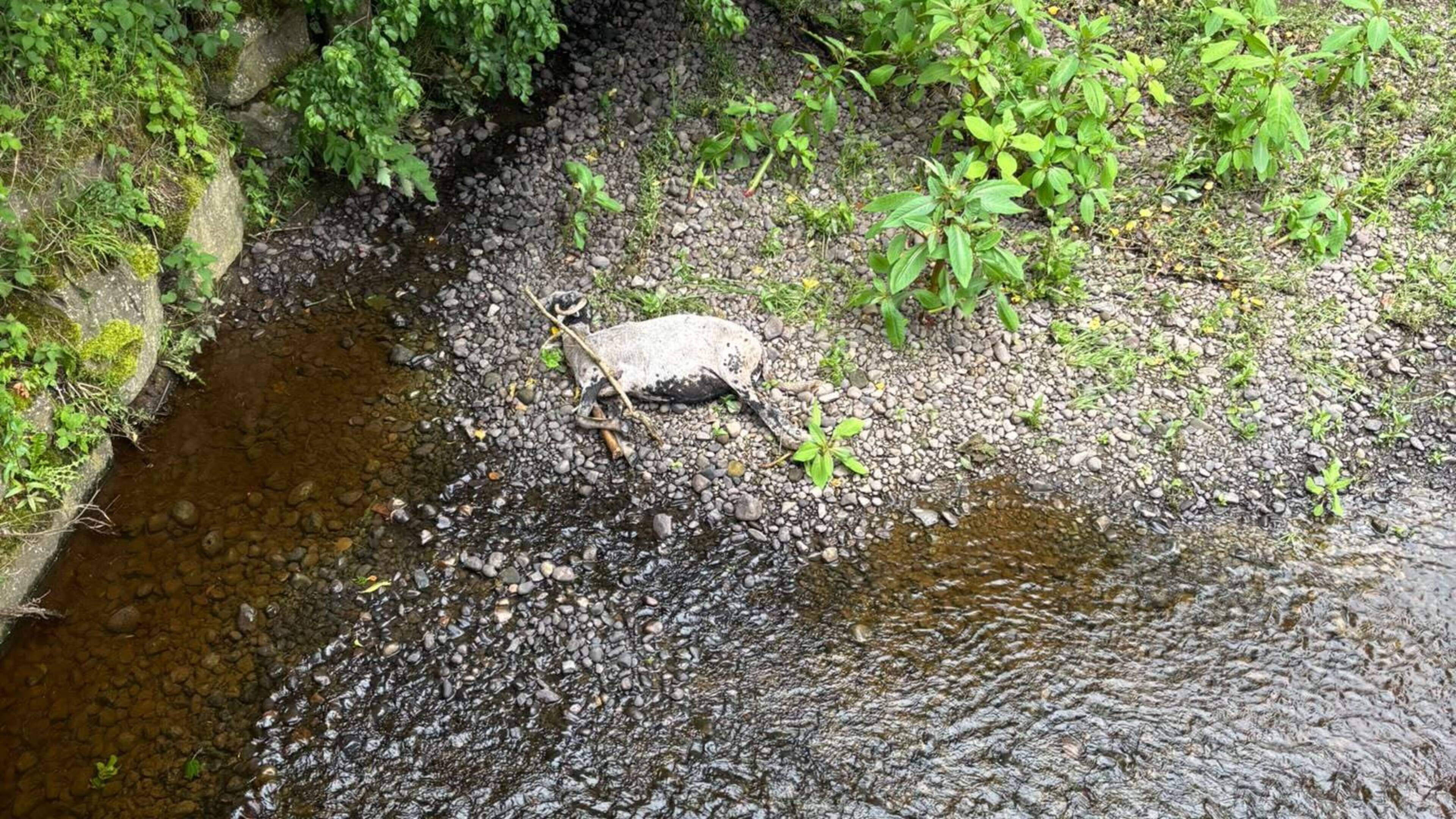 Concerns for Lough Neagh as sheep carcasses left decomposing in rural river