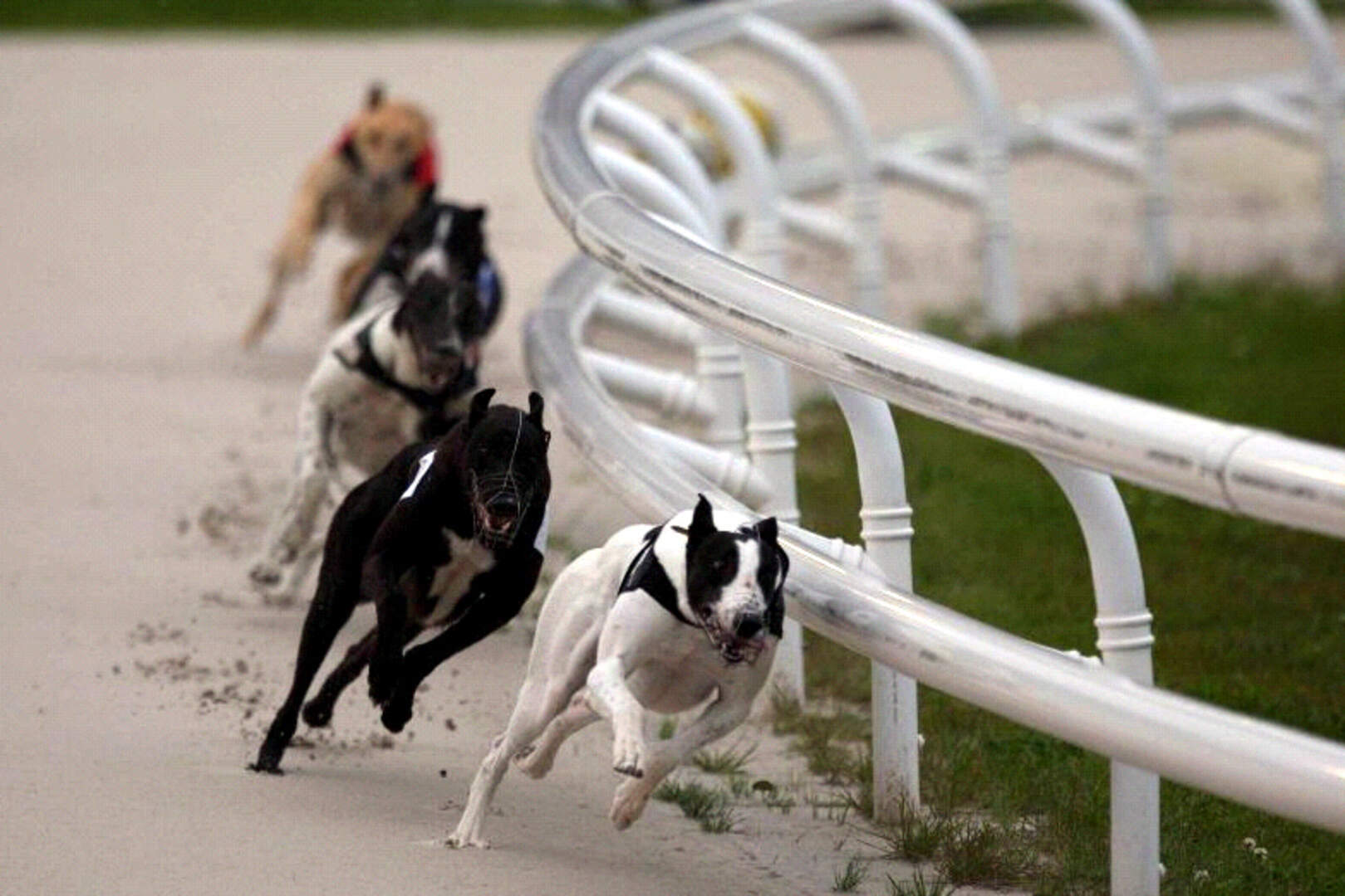 Blitz fit as a butcher's dog for big money Shelbourne contest | Belfast ...