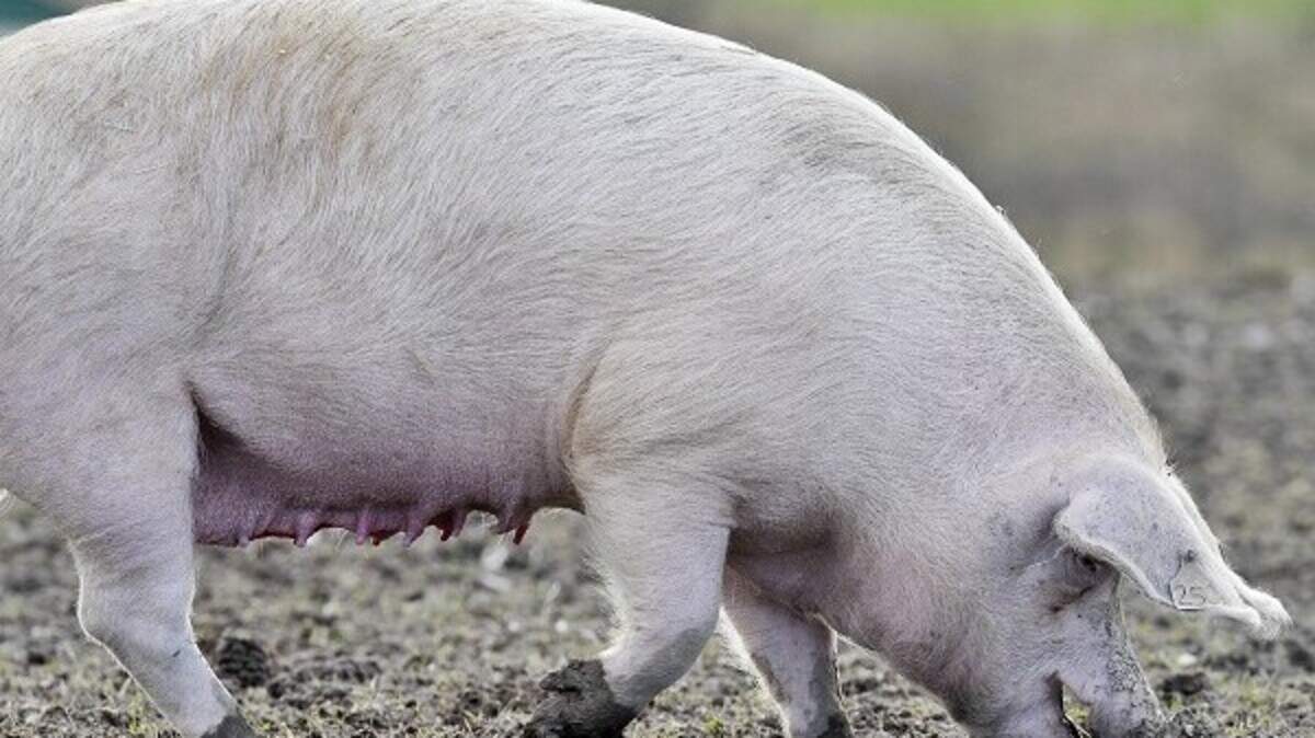 'Cannibal pigs' farmer spared jail | Belfast Telegraph