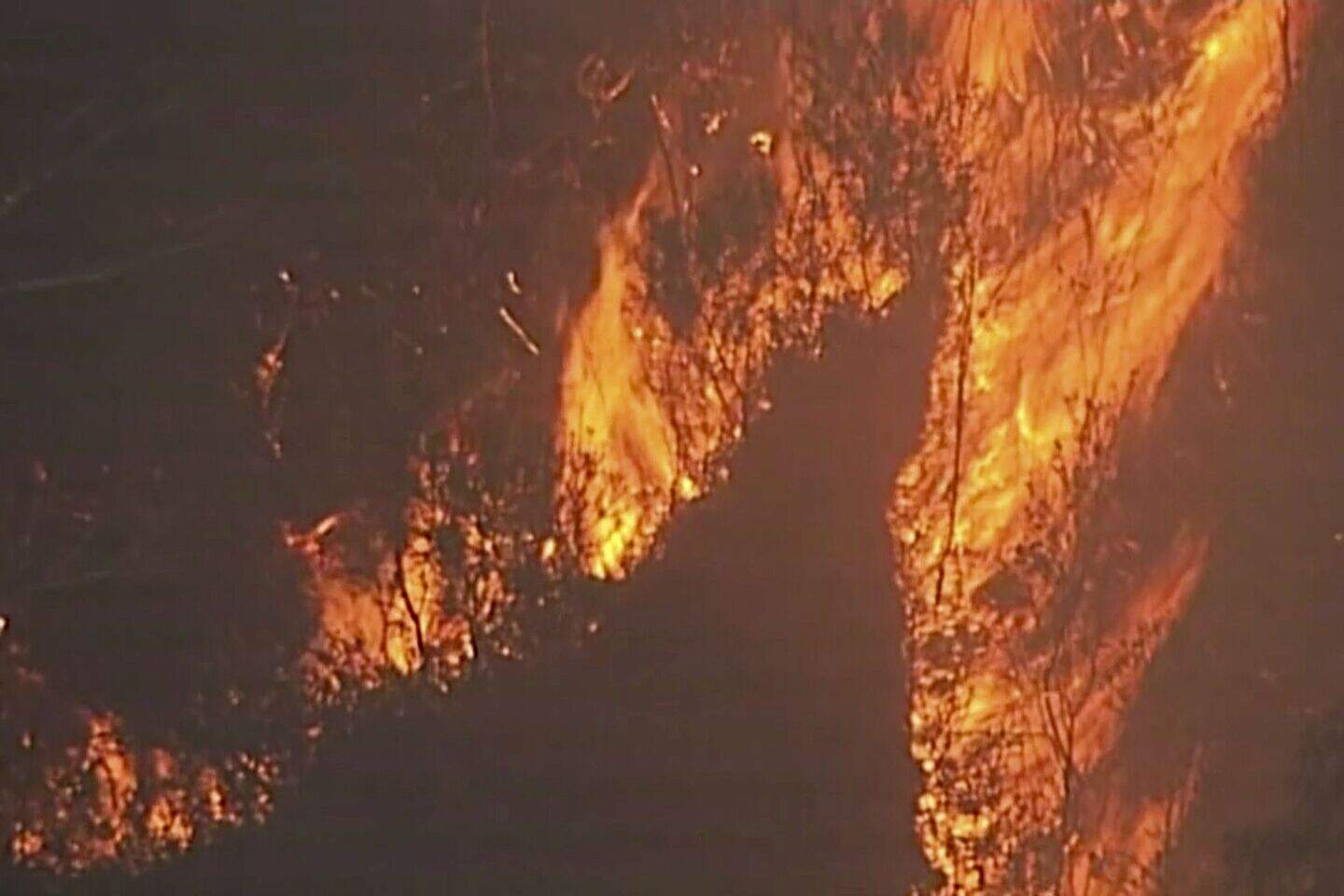 Thousands of koalas feared dead as massive Australian wildfires destroy ...