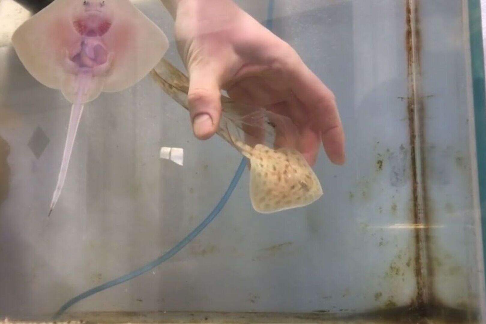 Premature baby ray ‘hatches’ after two months in a plastic sandwich bag ...