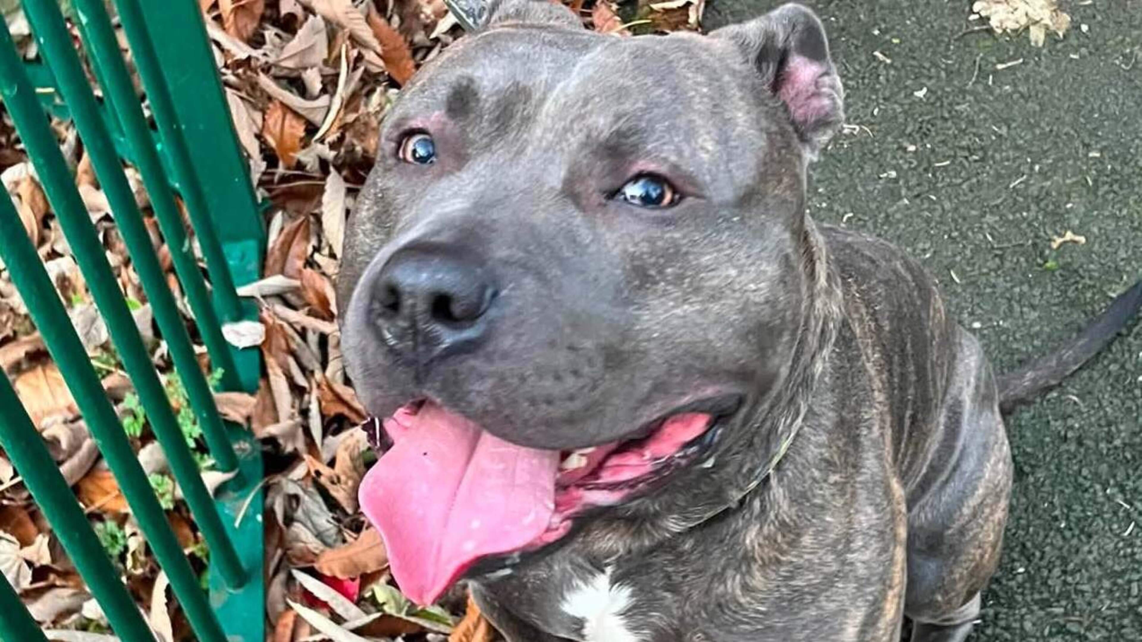 XL bully owner avoids prison over vicious attack that left victim with stitches in her arm