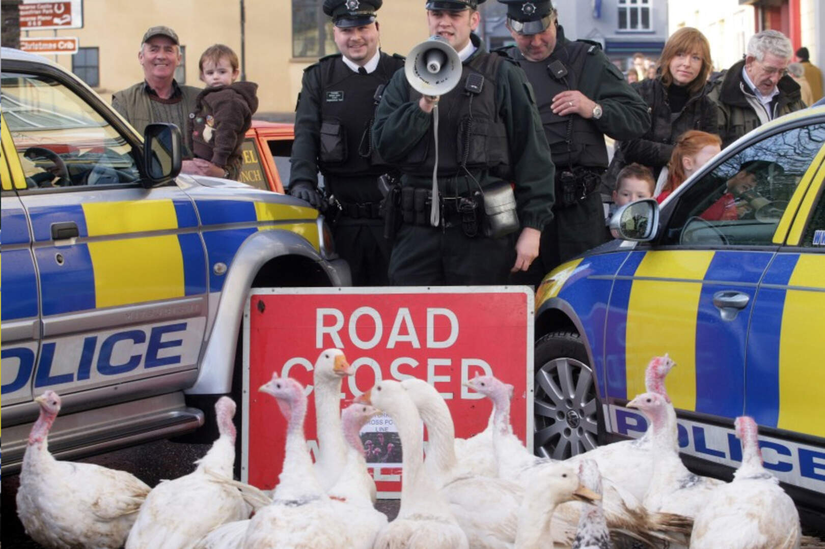 Turkey trot has Parades Commission in a flap | Belfast Telegraph