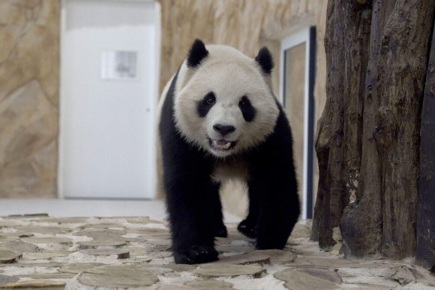 Pandas sent by China arrive in Qatar ahead of World Cup | Belfast Telegraph