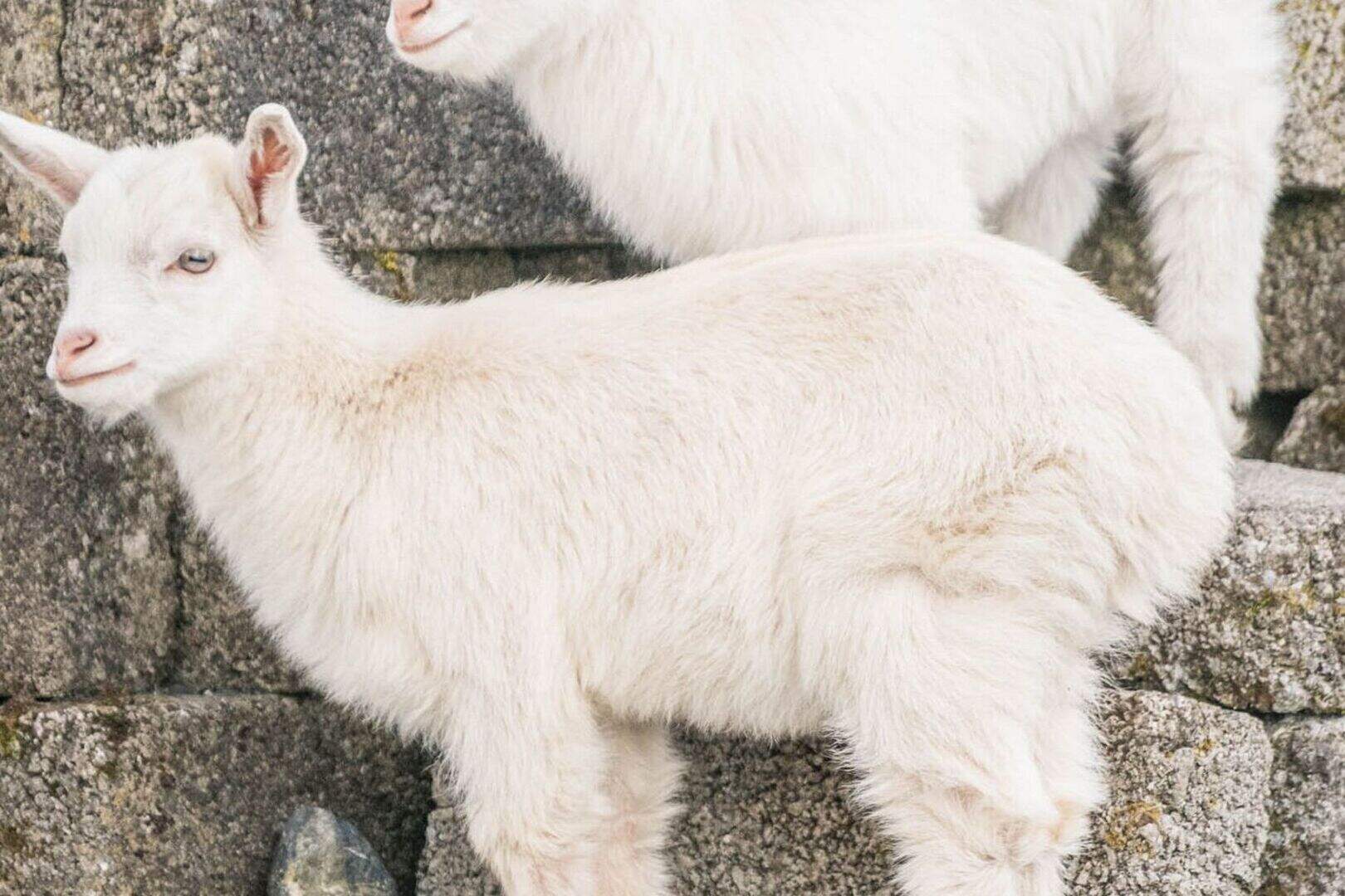 They're not goats, they're not sheep... meet the geeps | Belfast Telegraph