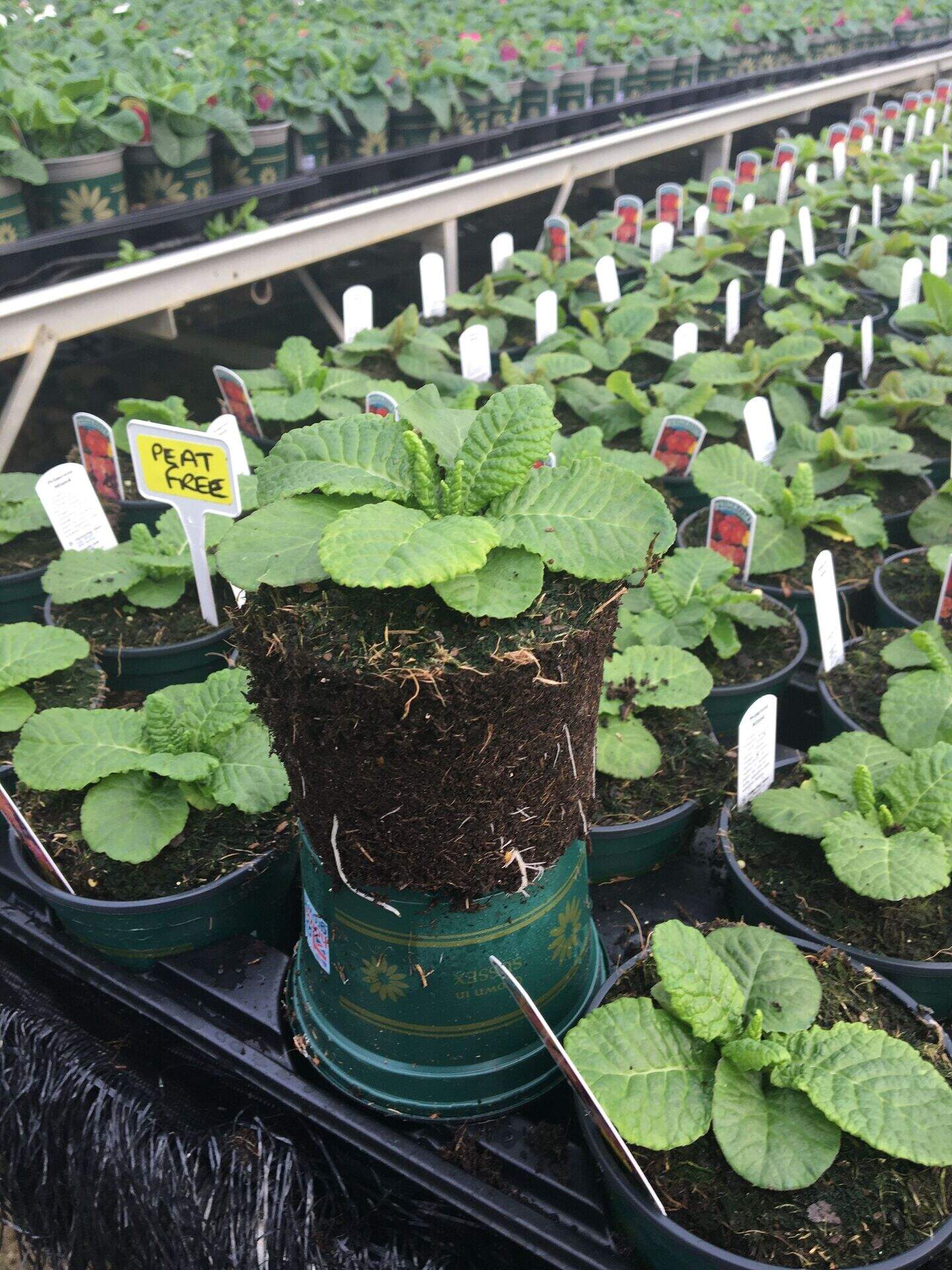 Peat makes up less than 50% of compost for first time – horticulture ...