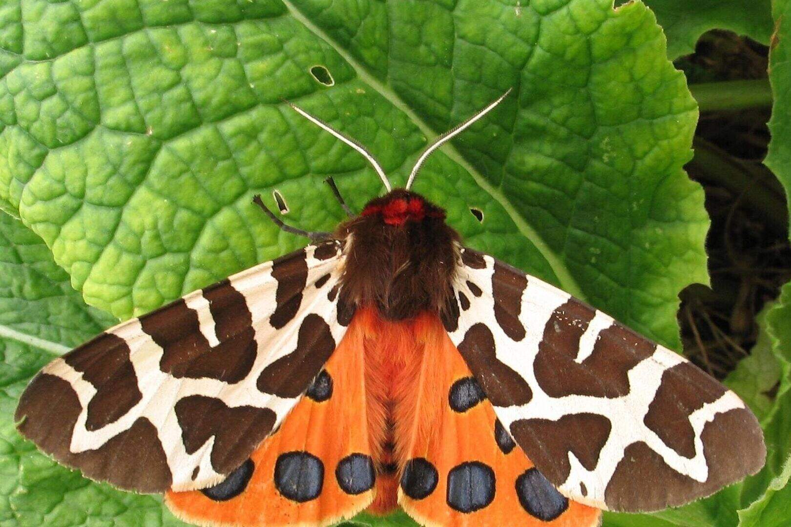 Lazy moths ‘taste disgusting so put less effort into evading predators ...