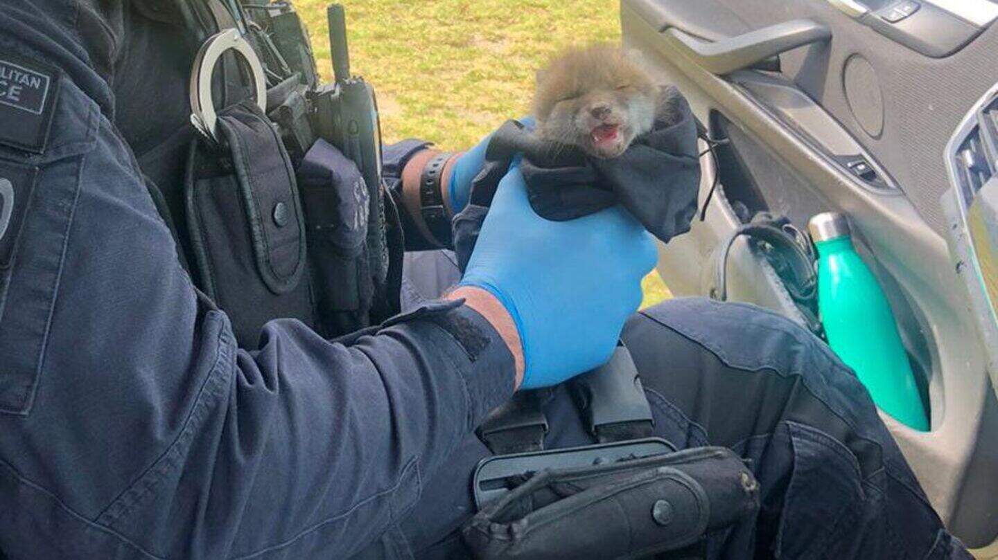 Bobby the wounded fox cub has brush with the law | Belfast Telegraph