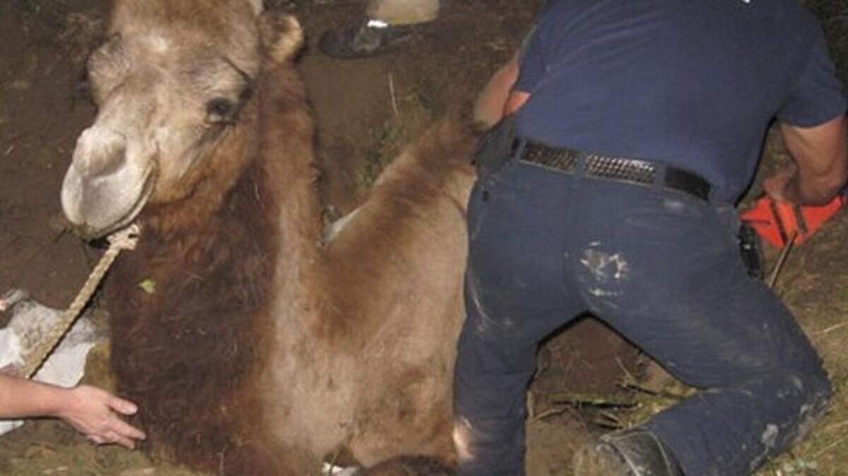 Firefighters rescue camel from hole | Belfast Telegraph