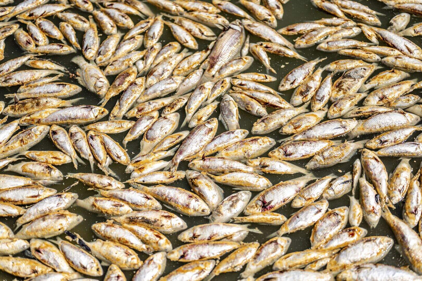 Millions of rotting fish to be removed from Outback river | Belfast ...