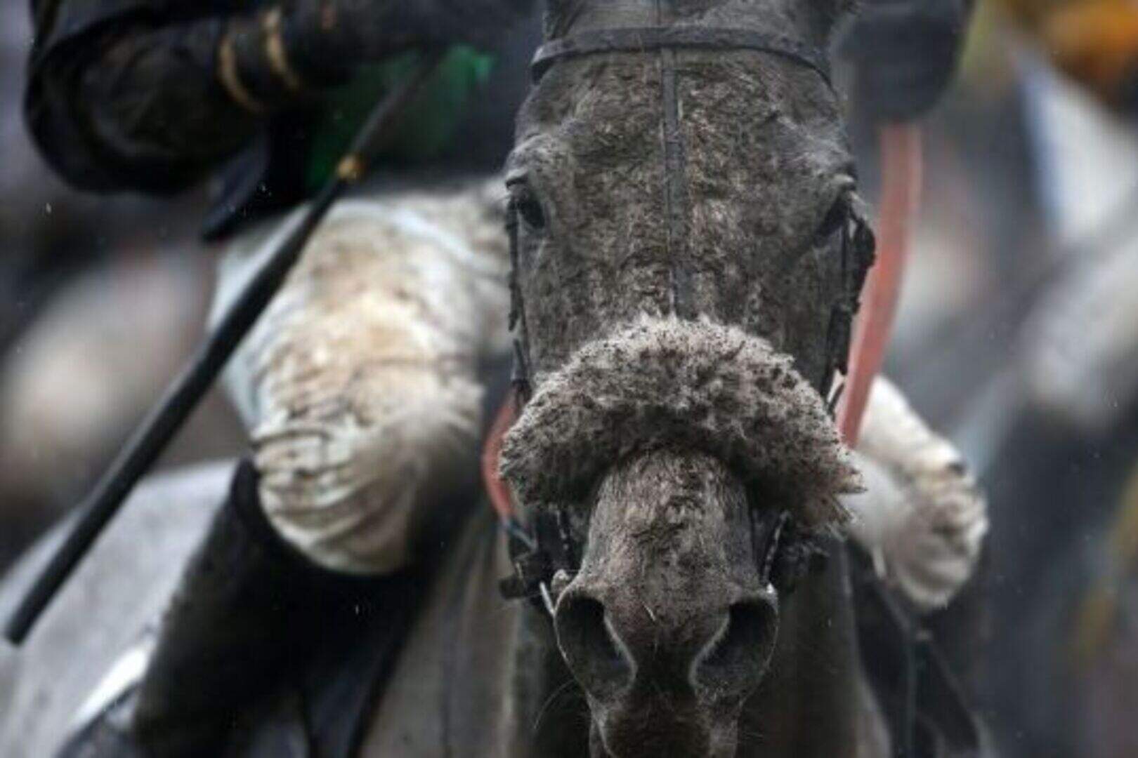 Cheltenham Gold Cup glory for 'gorgeous' Bobs Worth - as baby bump ...