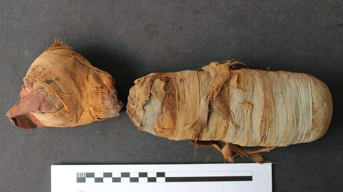 3D scans reveal secrets of mummified animals 2,000 years after death ...