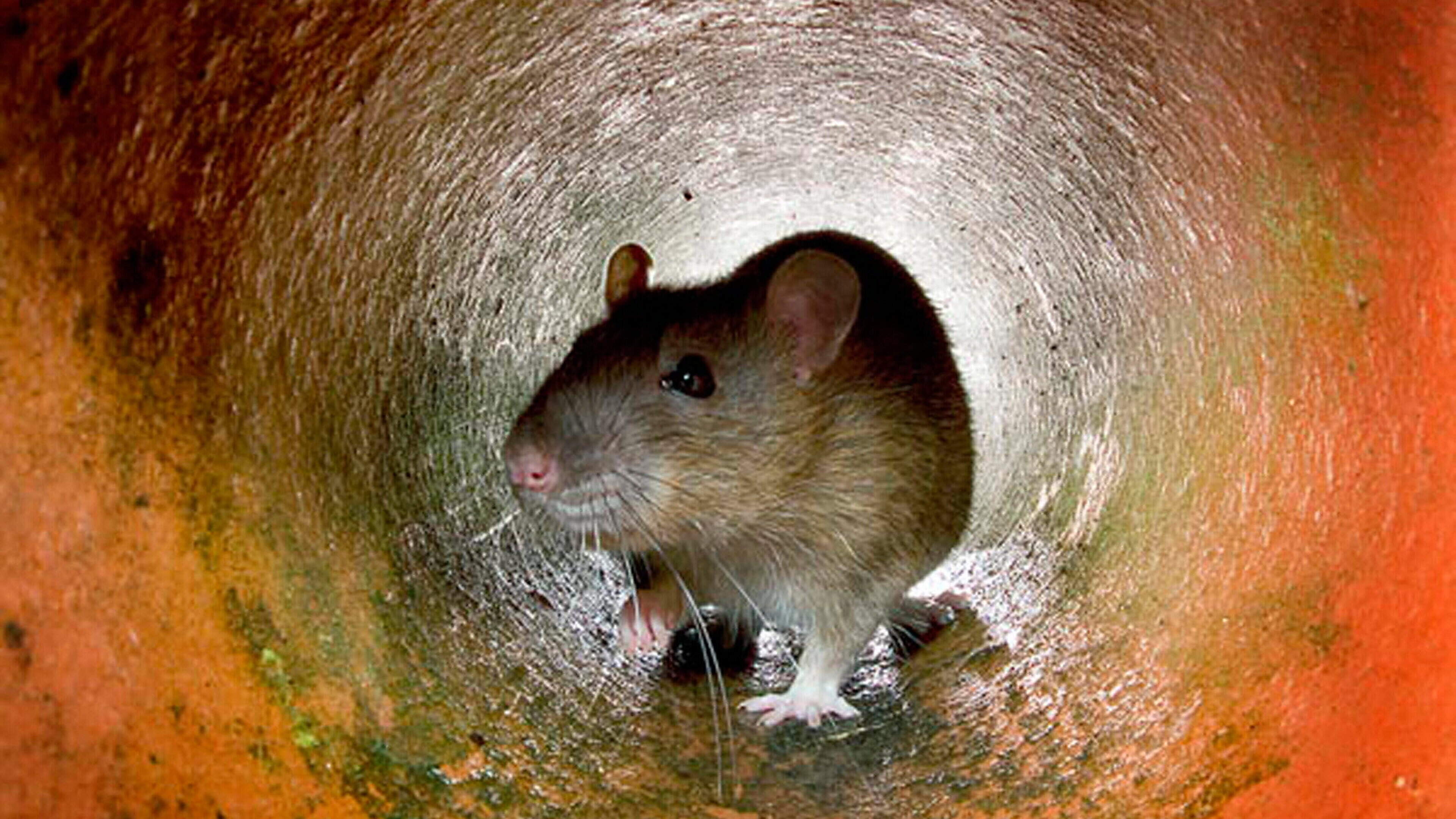 Belfast rat surge is clearest sign of city failing communities... It’s scandalous they’ve been allowed to feel so at home