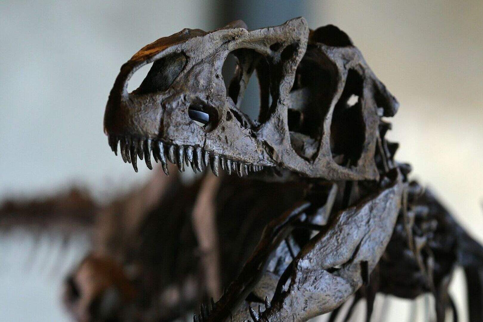 Rare dinosaur skeleton fails to sell at auction | Belfast Telegraph