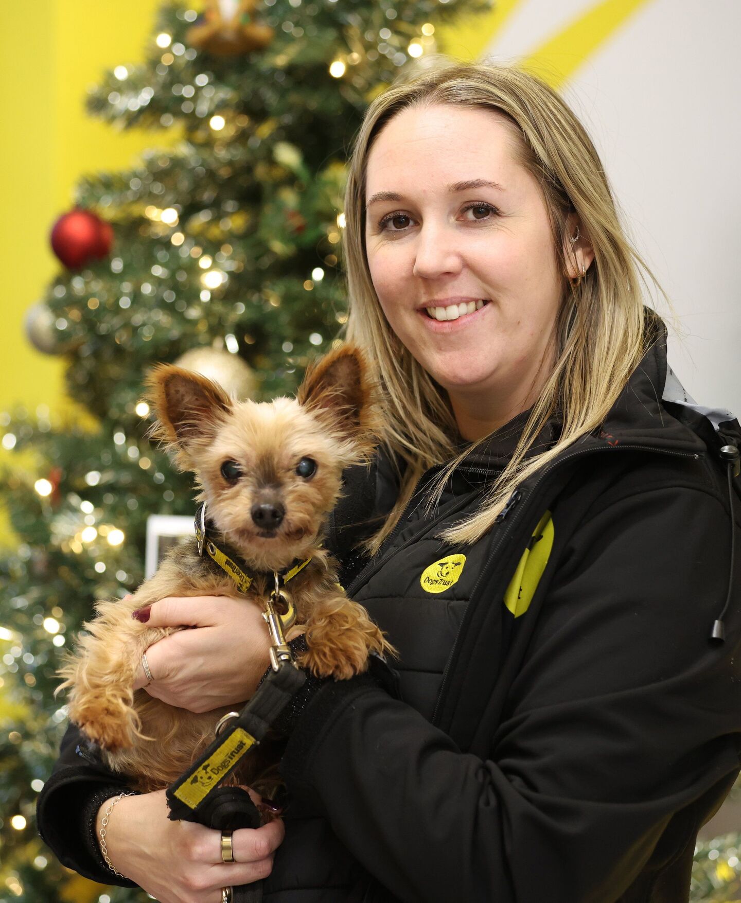 Dogs Trust shines light on older pooches this Christmas: ‘You get to ...