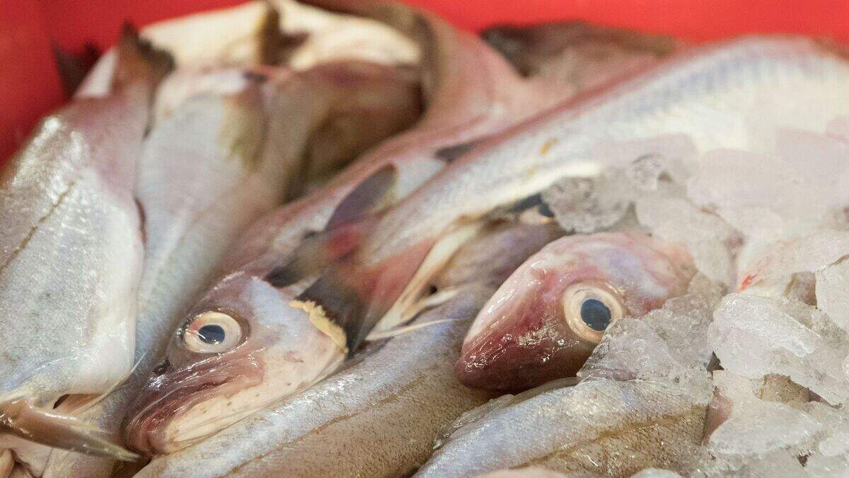 Scientists create genetically modified plant as alternative to fish ...