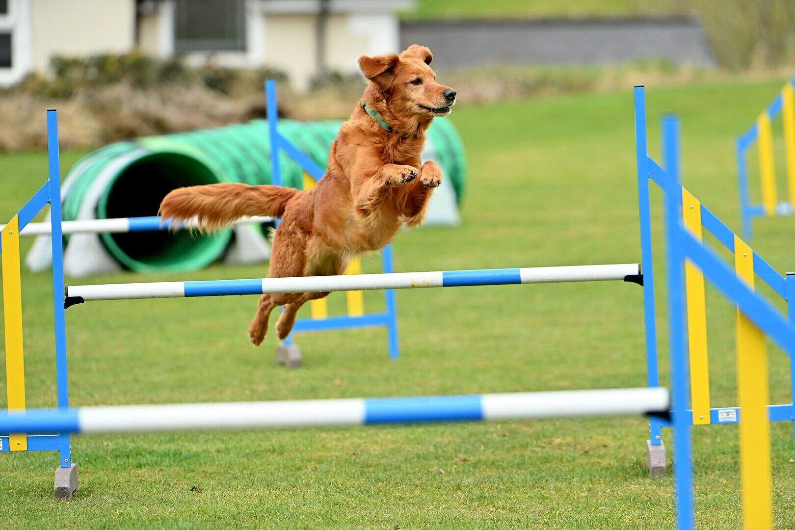 Crufts: Meet the NI owners preparing for ‘the showcase of all things ...