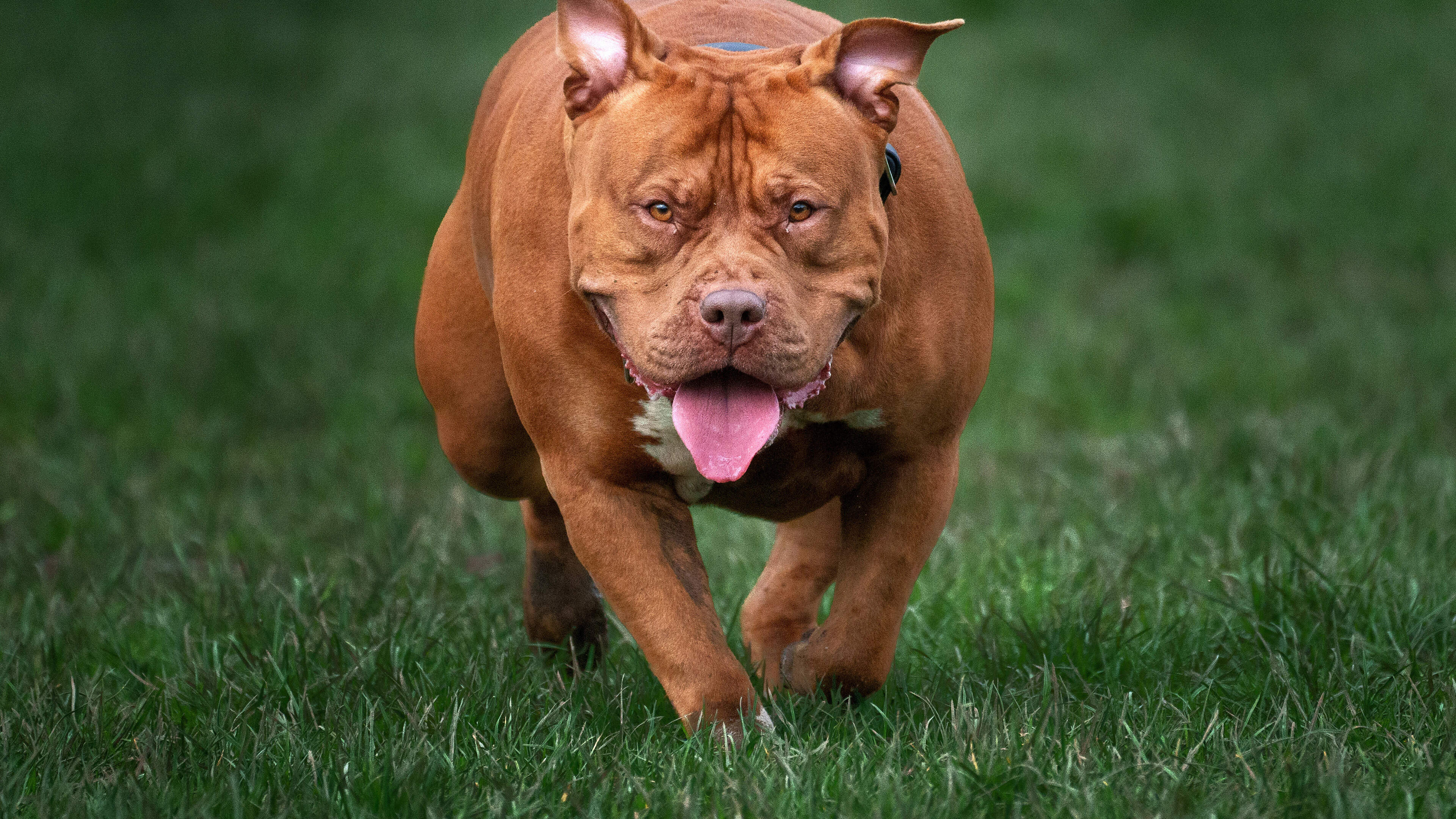 Nine XL Bully dogs seized by Antrim and Newtownabbey council under new legislation