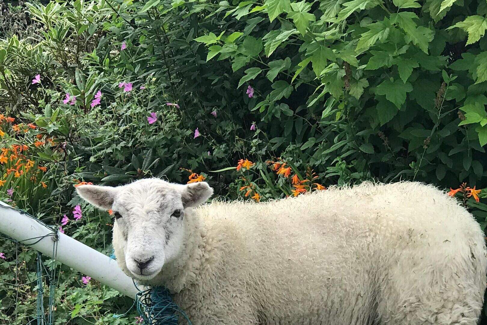 RSPCA rescues sheep stuck in football net | Belfast Telegraph