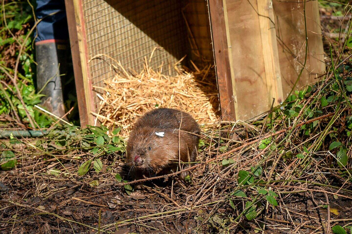 First beaver release takes place at National Trust estate | Belfast ...