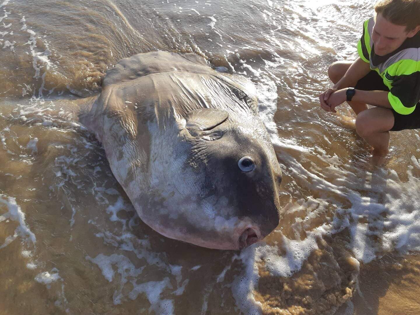 Giant sunfish washes up on Australian beach | Belfast Telegraph