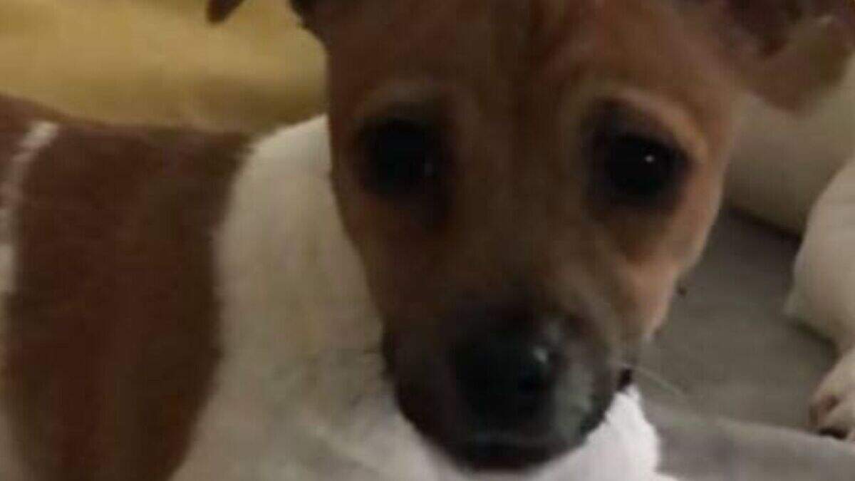 £1k reward for return of pup stolen in Northern Ireland | Belfast Telegraph