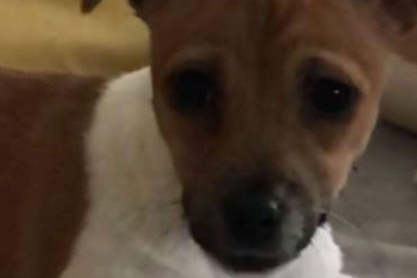 £1k reward for return of pup stolen in Northern Ireland | Belfast Telegraph