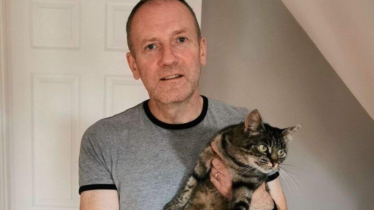 Missing cat reunited with Co Down owners after being found 30 miles ...