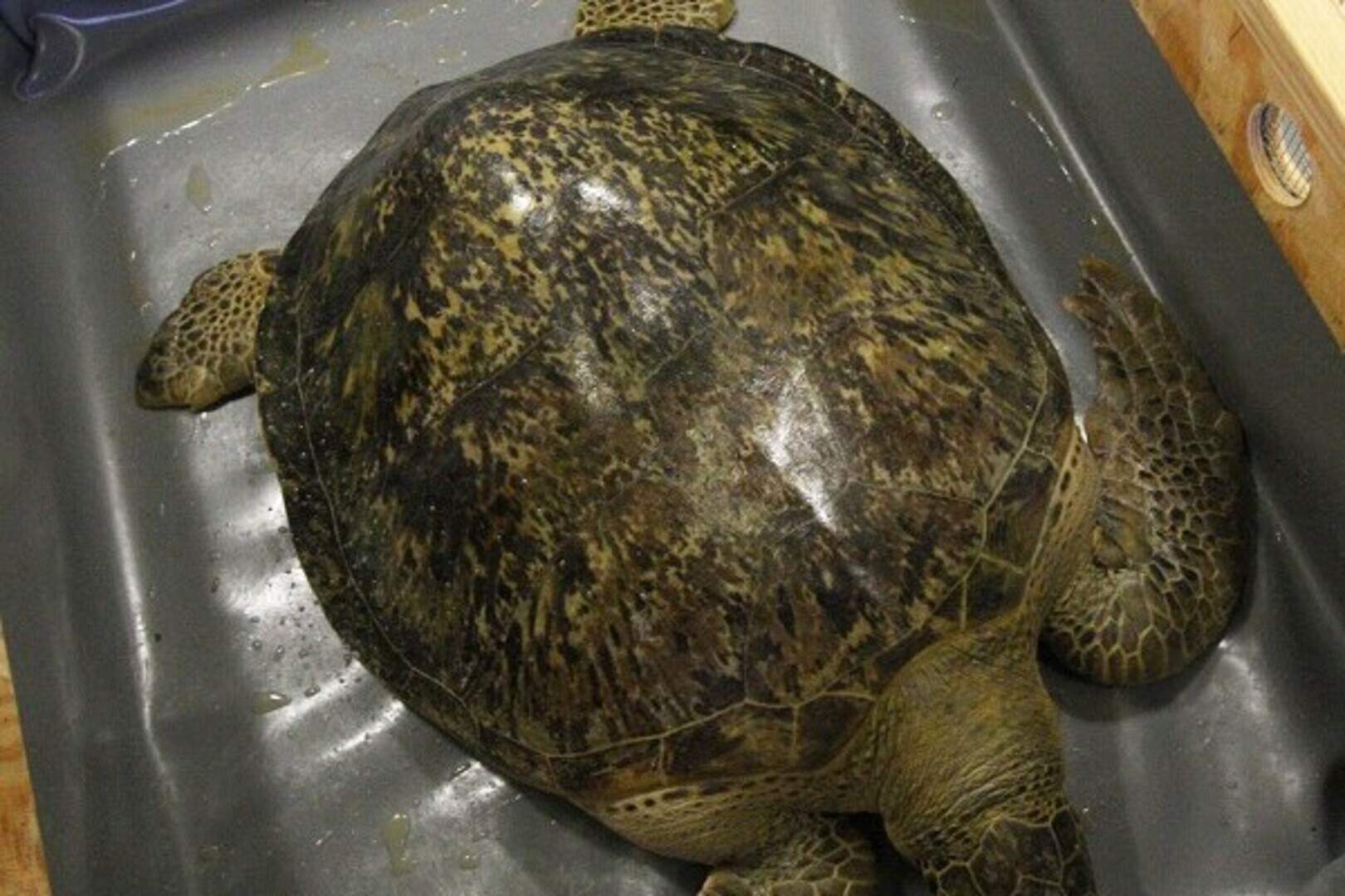 Disabled turtles head for care home | Belfast Telegraph