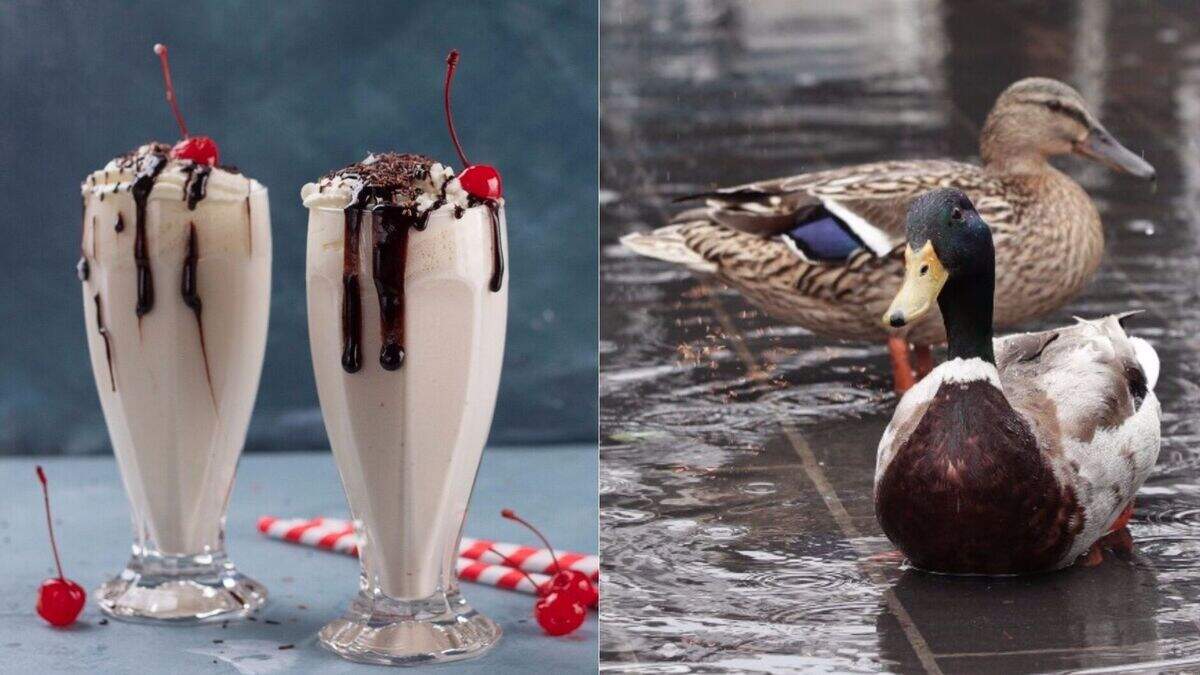 An Australian dictionary has chosen ‘milkshake duck’ as its word of the ...