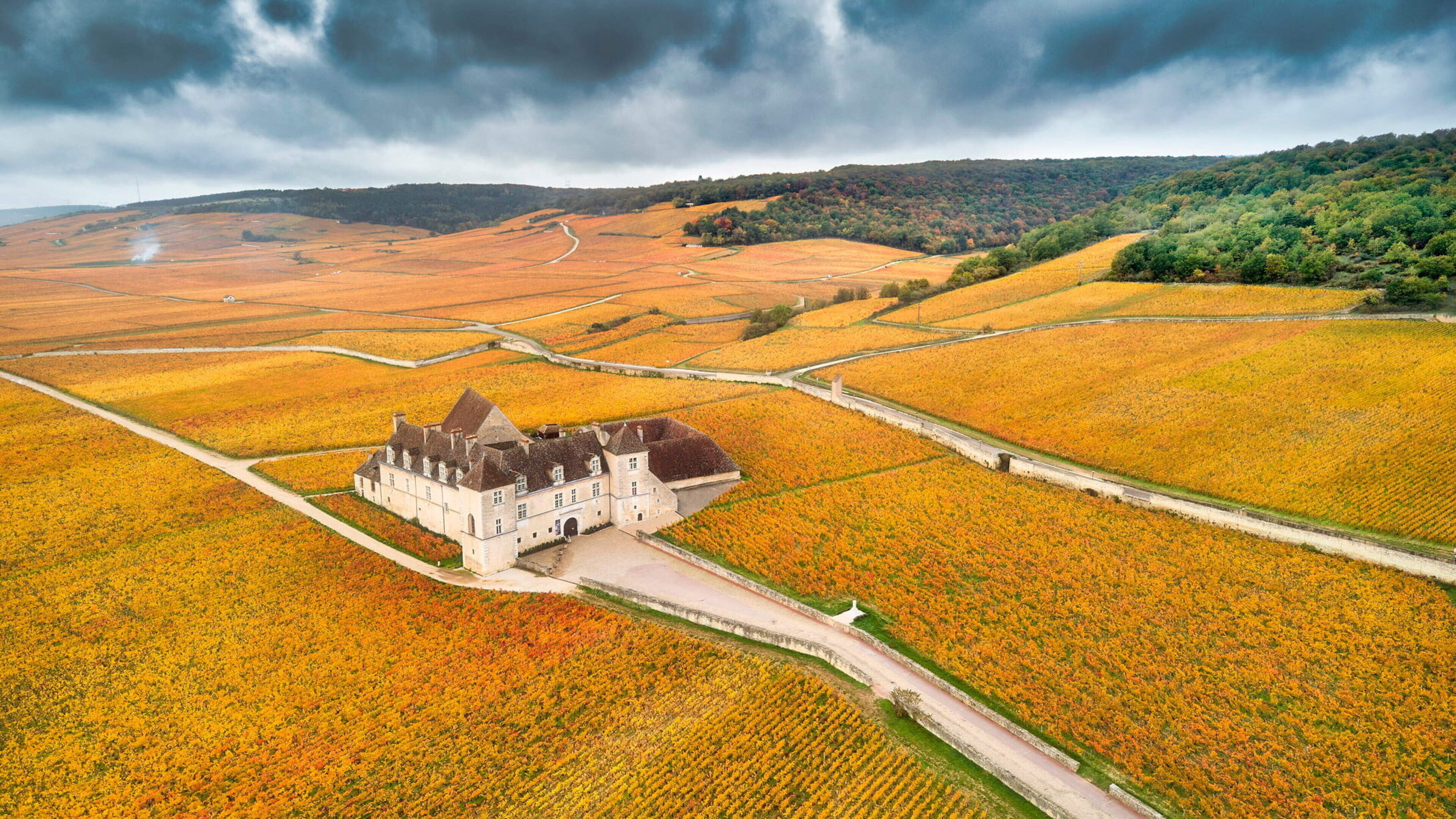 ‘A glass of Burgundy can be like driving a Ferrari’… Even the world’s most expensive wines have affordable versions
