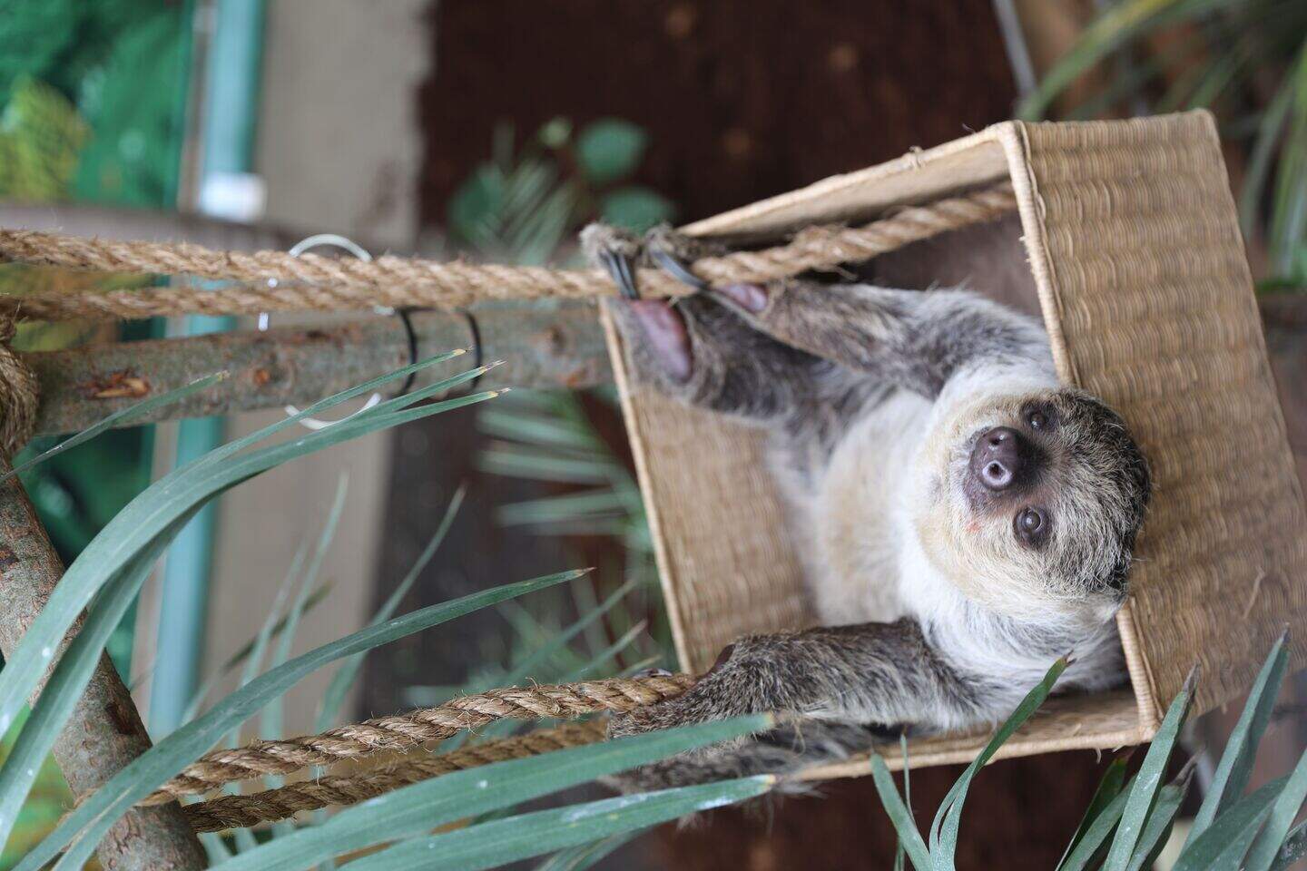 Edinburgh Zoo unveils Scotland’s only sloths, Moana and Feira | Belfast ...