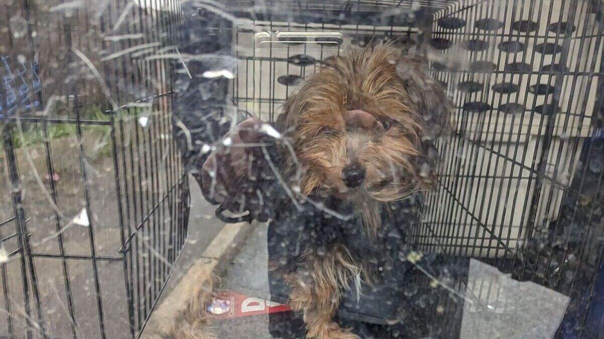 More than 30 dogs rescued from hoarder’s home after owner found dead ...