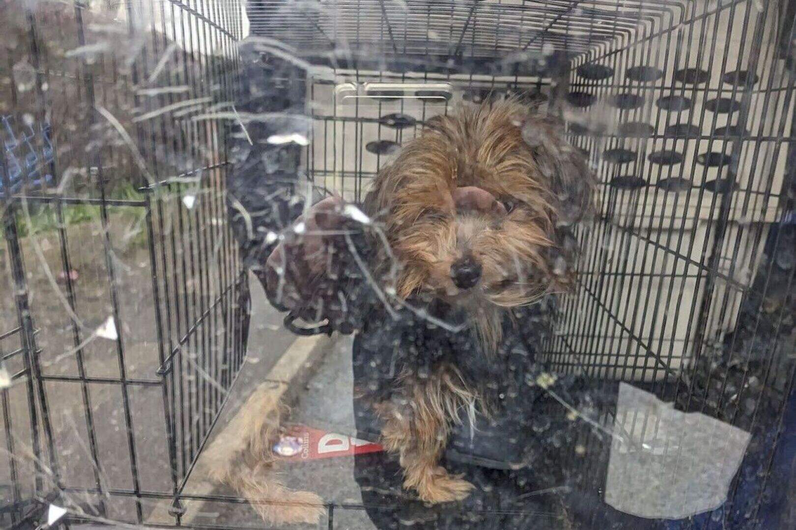More than 30 dogs rescued from hoarder’s home after owner found dead ...