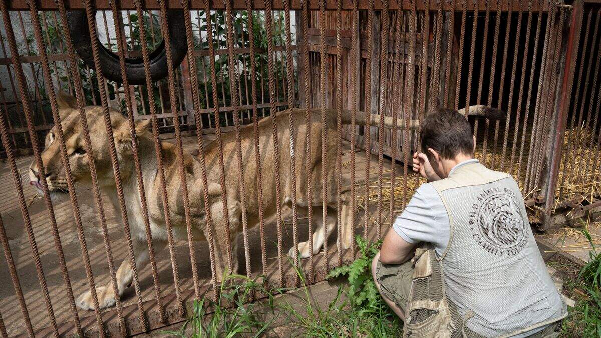 Woman gives shelter to wild animals and pets in war-torn Ukraine ...