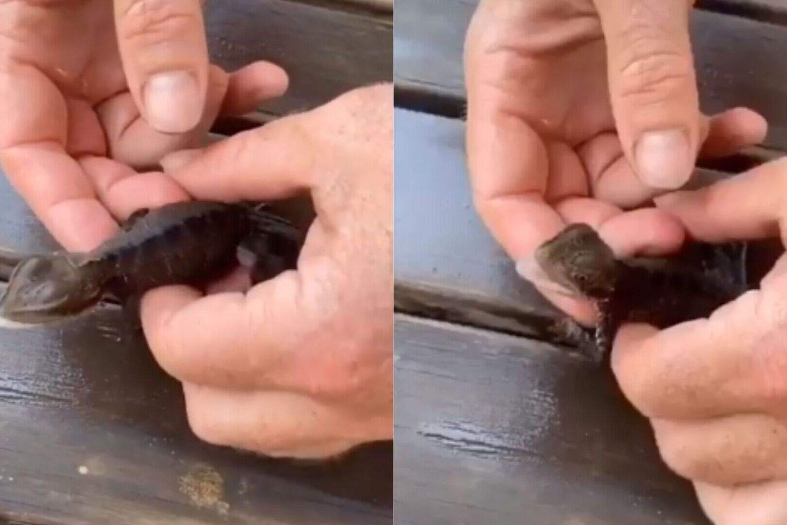 Lizard named ‘Lucky’ after being revived by firefighters using CPR ...