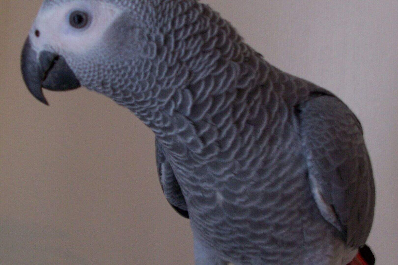Rare parrots stolen in Co Down: Parrots Harry, Jack and Pedro are now ...
