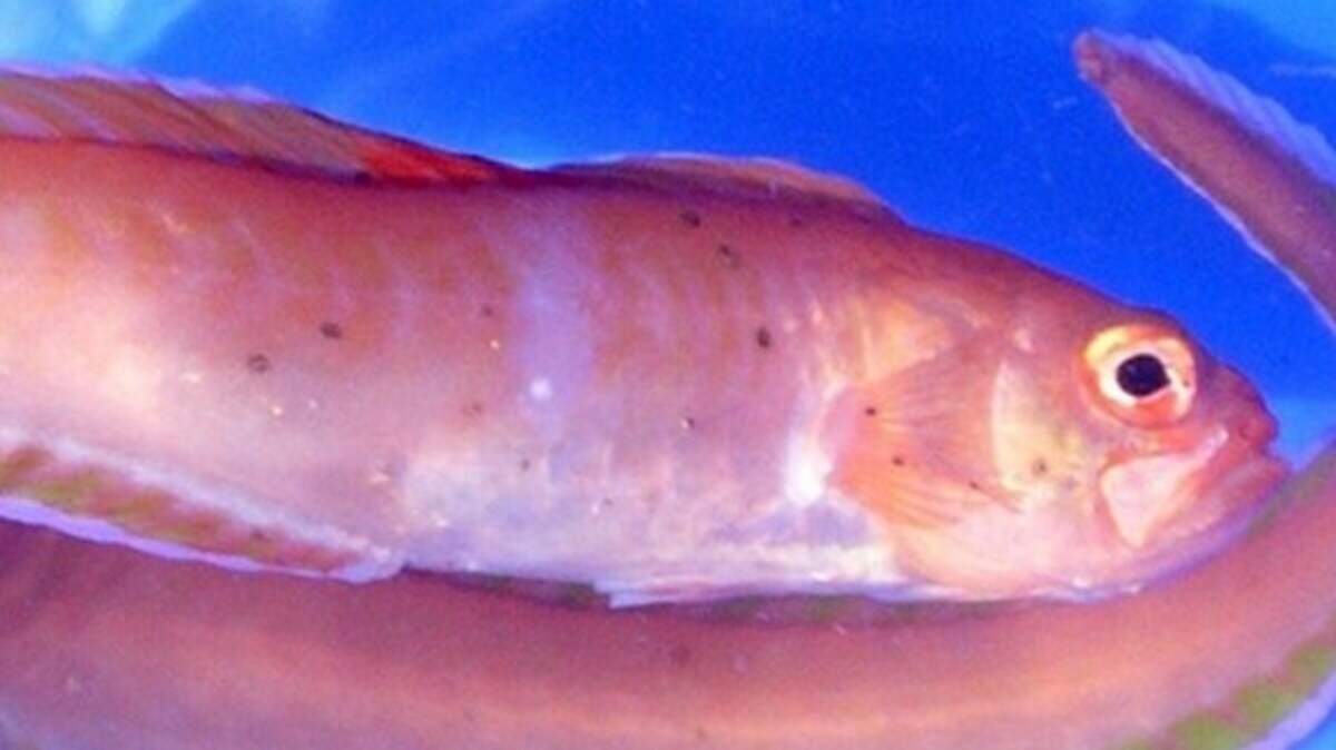 Aquarium lands rare 'ribbon fish' | Belfast Telegraph
