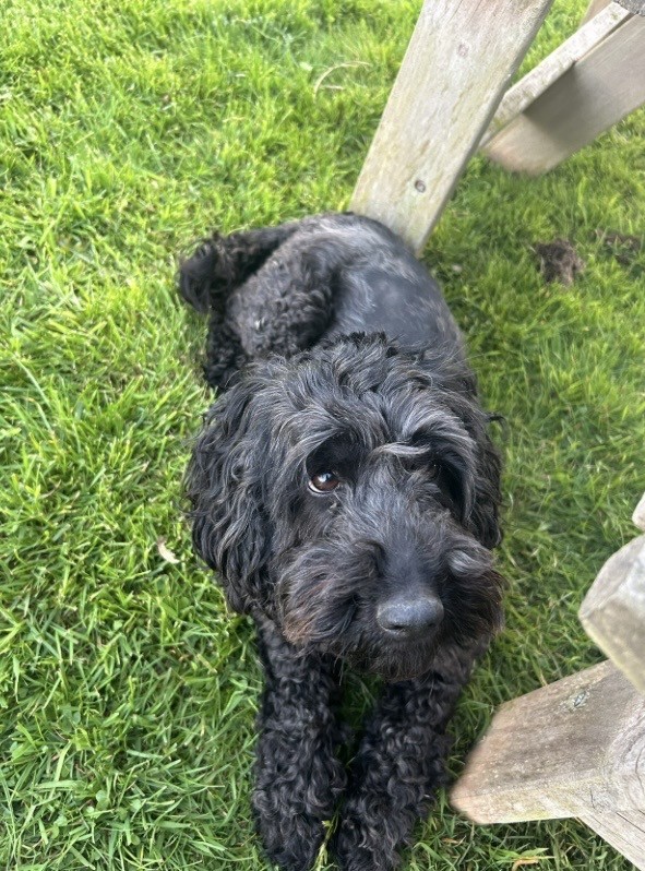 Hundreds raised to care for cockapoo with severe injuries after hit-and-run