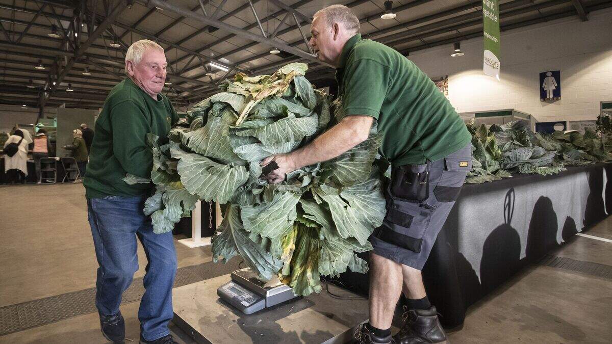 In Pictures: Colossal cabbages and massive marrows in battle for giant ...