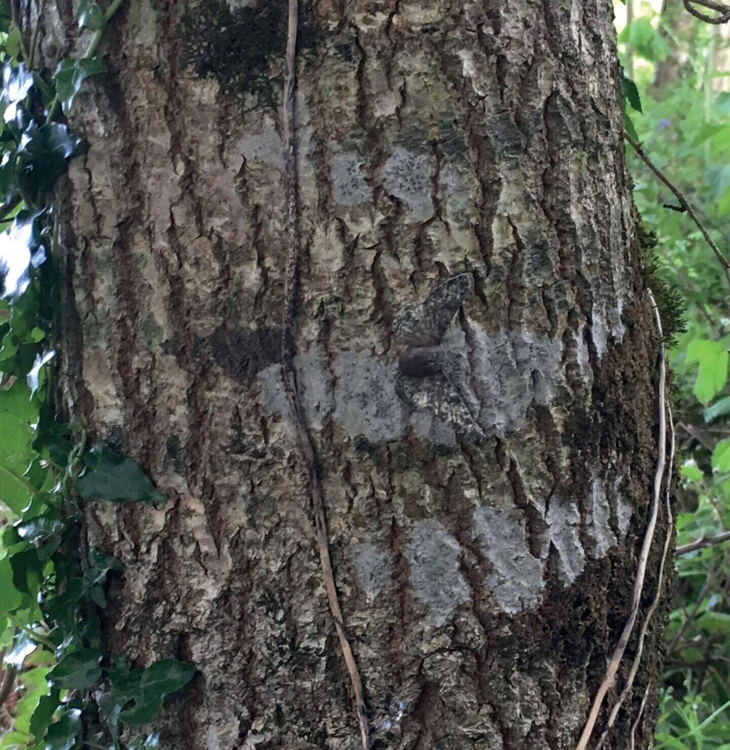 Scientists prove moths’ survival driven by changes in pollution and ...