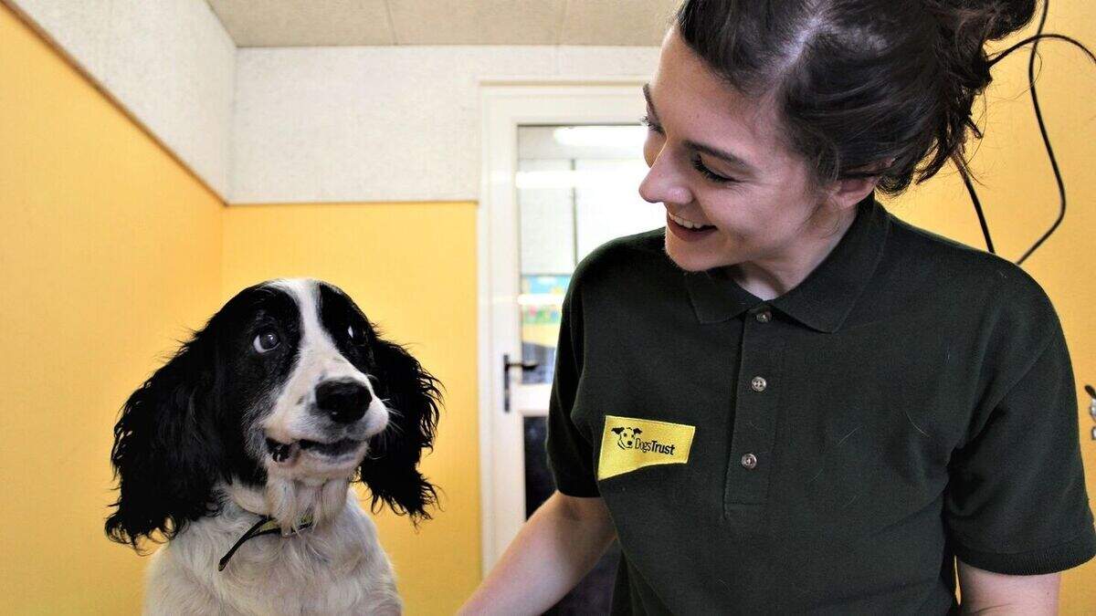 Four dogs abandoned in Northern Ireland town looking for a new home ...